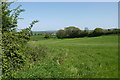 Field on Curriott Hill in TA18 8BA