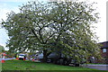 Tiverton : The Walronds & Cherry Tree in EX16 5EJ