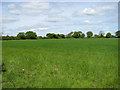 Fields east of Cucumber Lane in NR34 7BT