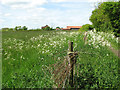 Cow parsley in meadow by Cucumber Lane Farm in NR34 7BT