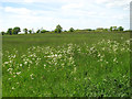Meadow by Cucumber Lane Farm in NR34 7BT