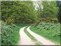 Forest Track in IP12 2BY