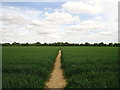 Footpath to Campsea Ashe in IP13 0PZ