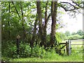 Footpath from Blackmoor Copse to Farley in SP5 3SA