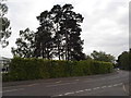 Trees on Kingston Road, Camberley in GU15 4AL