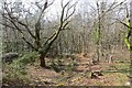 Woodland beneath Lambert's Castle in DT6 5QJ
