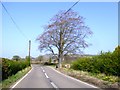 Beech tree at the entrance to Beechfield Farm in SY22 6LQ