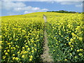 Path through a sea of oilseed rape in ME17 1NP