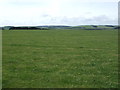 Grazing, Quixwood Moor in TD11 3RZ