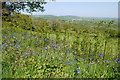 Bluebells on Lambert's Castle Hill in DT6 5QL