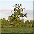 Tree on arable field boundary, near Bowdens, Wormingford in CO6 4NA