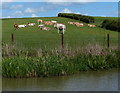 Herd of cows next to the Oxford Canal in CV23 8BJ
