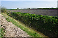 Drainage ditch near Hundred Acre Farm in CB25 0BH