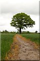 Public footpath through a cornfield in S81 8BS