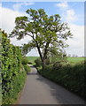 Forked tree, Bridstow in HR9 6PZ