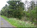 Woods beside track in NE62 5YZ
