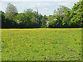 Buttercup field, Winkfield in RG42 7QA