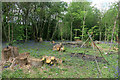 Clearing in Little Wood in DA14 6JL
