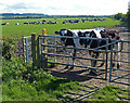 Cows next to Sawbridge Road in CV23 8DH