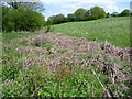 Red campion next to a  footpath in ME17 1NY