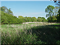 Rough pasture, Winkfield in RG42 7QA