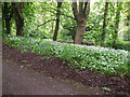 Bluebells at Jesmond Dene in NE3 1PU