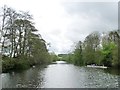 Rowers heading upstream on the River Avon in BS18 3JU