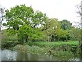 Trees along a field boundary, River Avon's north bank in BS18 3JU