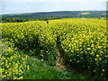 Descending the North Downs scarp through a sea of oilseed rape in ME17 1NR