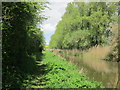 Tree lined Kennet and Avon Canal near Horton in SN10 3NE