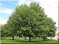 Burnham Green: Horse chestnut trees in AL6 0NX