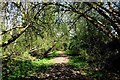 A path through Magpie Spinney in MK18 3JU