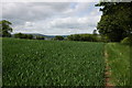 Field of wheat, Penrhos in HR5 3LW