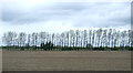 Line of trees near Cattishall Farm in IP32 7GW