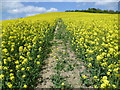 Footpath through oilseed rape in ME17 1NP