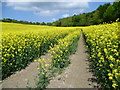 A field of oilseed rape in ME17 1NW