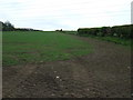 Crop field and hedgerow in EH22 2NW