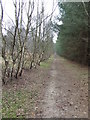 Forest Track in Sutton Common