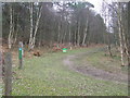 Bend In Forest Track in Sutton Common