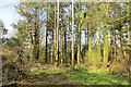 New Park Coppice in EX13 5UJ