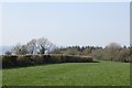 Field above New Park Coppice in EX13 5SE