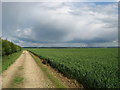 Cereal crops near Wendens Ambo in CB11 4LQ
