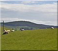 Sheep on the hill in LD1 6PR