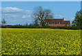 Oil seed rape at Longham Meadow Farm in CV23 8DL