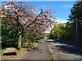 Vale of Leven Industrial Estate: cherry blossom in G82 3PD
