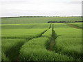 Tractor tracks in a barley field in YO17 8DB
