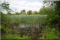Pond by Randals Farm in Navestock