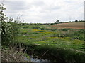 Marsh by the River Ryton in S80 2EW