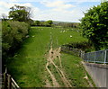 Sheep in a field on the south side of the Whitland Bypass in SA34 0HG