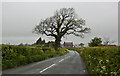 A tree at Oak Tree in Lancashire